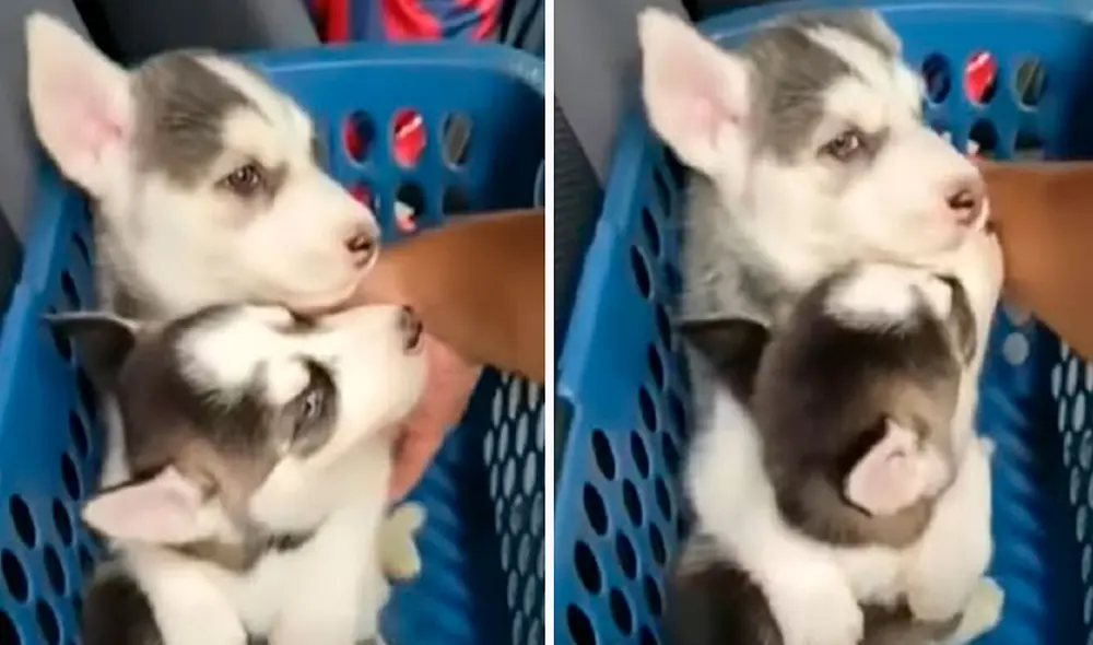 Un cachorro rodeó con sus patas delanteras a su ‘hermanita’, debido a que su dueño la quería llevar a su cita con el veterinario. Foto: captura de Facebook