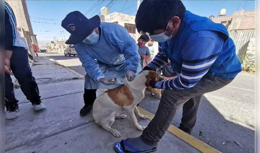Habrá nuevas fechas para que vecinos puedan llevar a sus canes a vacunar. Foto: Geresa