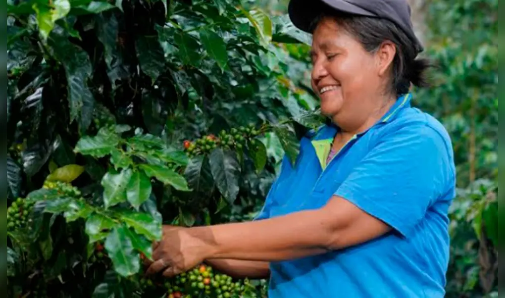 El grano en mención es el perteneciente al proyecto Café Mujer. Foto: Rewe Group