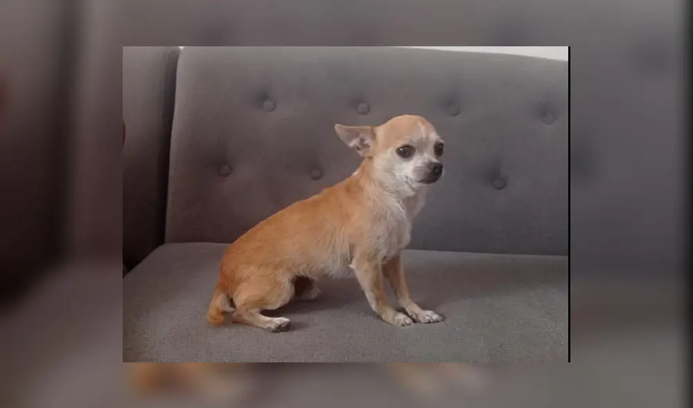 Perrito Chihuahua de cuatro años responde al nombre de Chuy. Foto: Facebook