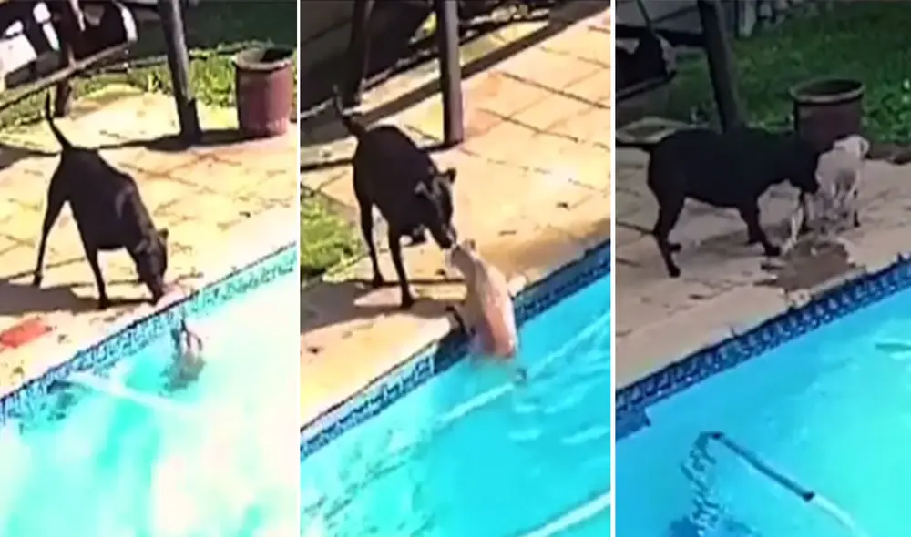 El valiente perro logró conmover a miles de usuarios en las redes sociales. Foto: captura de TikTok El valiente perro logró conmover a miles de usuarios en las redes sociales. Foto: captura de TikTok