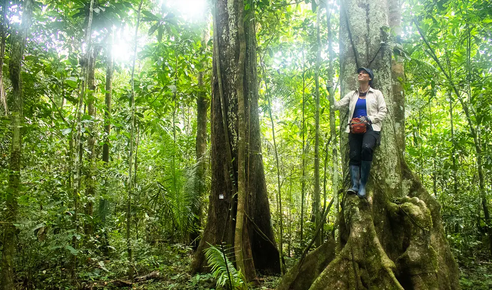 El Shihuahuaco, árbol milenario y tesoro invaluable de la Amazonía. Foto: difusión
