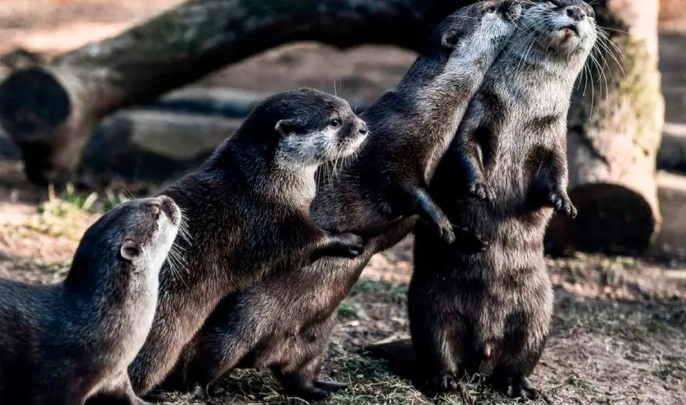Las nutrias presentan síntomas respiratorios leves como estornudos, tos y congestión nasal, y también han entrado en un semiletargo. Foto: EFE