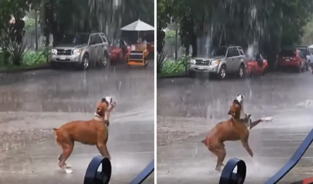 Este perrito conmovió a miles de cibernautas en las redes sociales. Foto: captura de Facebook