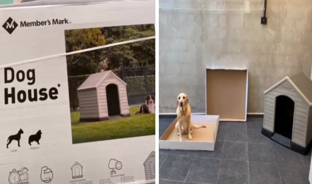 El perro prefirió dormir en la tapa de una caja de cartón. Foto: captura de TikTok