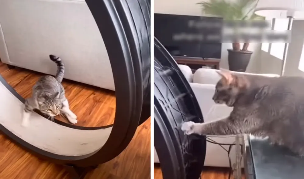 El gatito ayudó a su compañero a ejercitarse en la rueda. Foto: captura de YouTube El gatito ayudó a su compañero a ejercitarse en la rueda. Foto: captura de YouTube