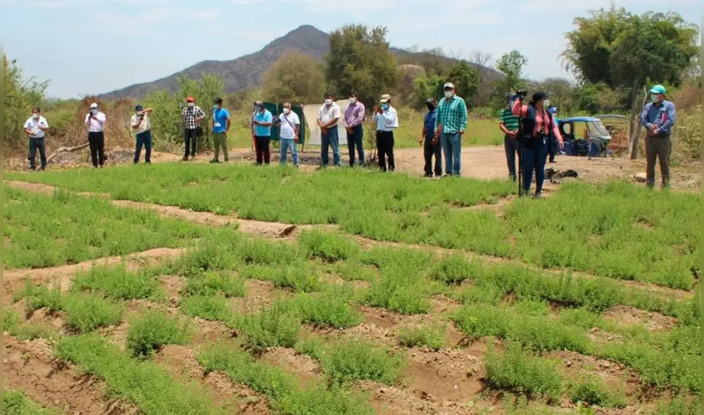 En noviembre, los agricultores de Salas compartieron sus experiencias con autoridades de la región Piura. Foto: Municipalidad de Salas En noviembre, los agricultores de Salas compartieron sus experiencias con autoridades de la región Piura. Foto: Municipalidad de Salas