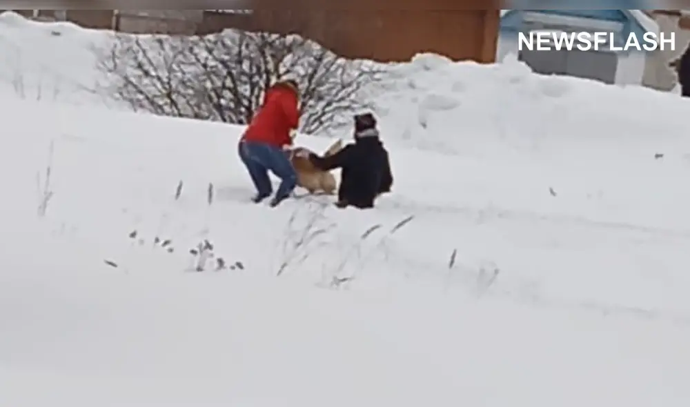 Sendos voluntarios encontraron al animal herido y lo llevaron a una clínica veterinaria. Foto: captura de YouTube