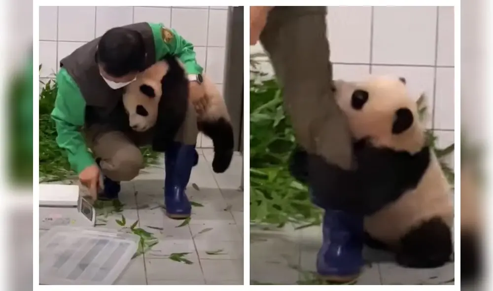 Las imágenes fueron compartidas por el zoológico Everland de Corea del Sur. Foto: captura de YouTube Las imágenes fueron compartidas por el zoológico Everland de Corea del Sur. Foto: captura de YouTube