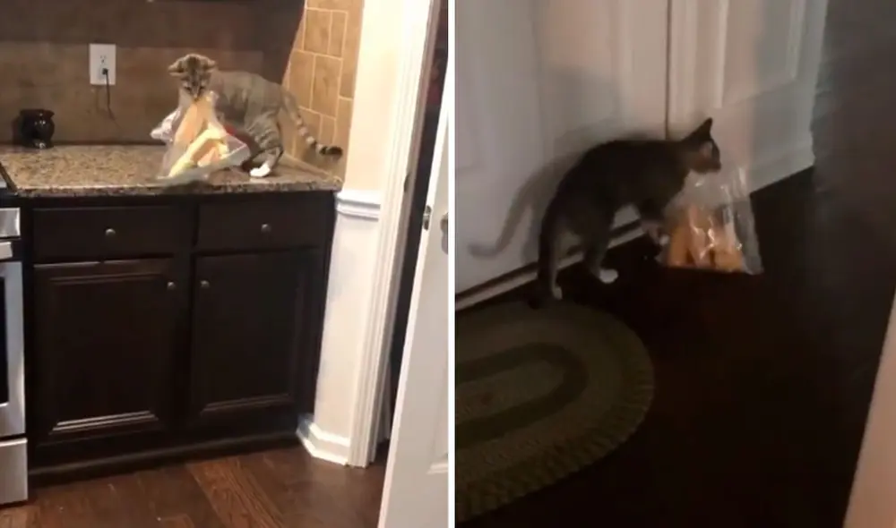 Un gato aprovechó la ausencia de su dueña para agarrar sin permiso una bolsa de pan; sin embargo, su plan se vio frustrado al ser atrapado. Foto: captura de Facebook Un gato aprovechó la ausencia de su dueña para agarrar sin permiso una bolsa de pan; sin embargo, su plan se vio frustrado al ser atrapado. Foto: captura de Facebook
