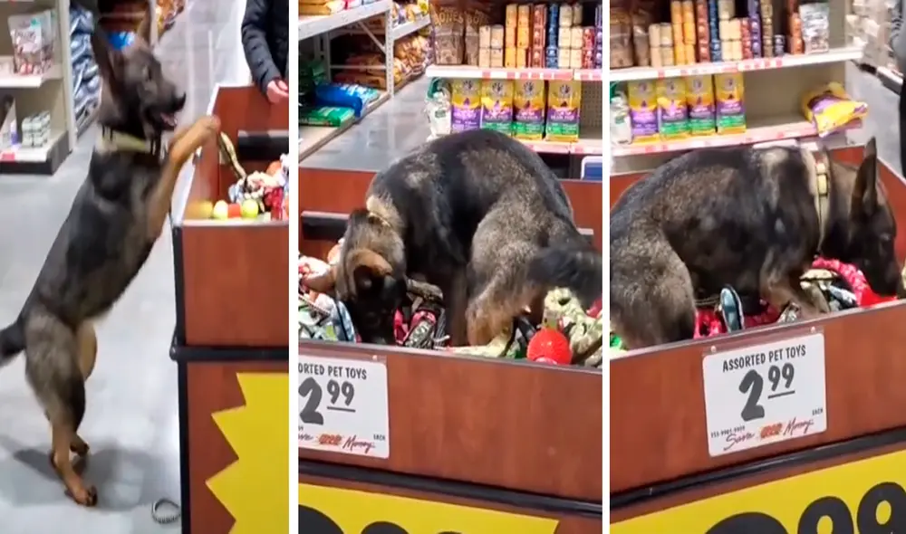 El perro parecía a un niño buscando su juguete favorito. Foto: captura de TikTok