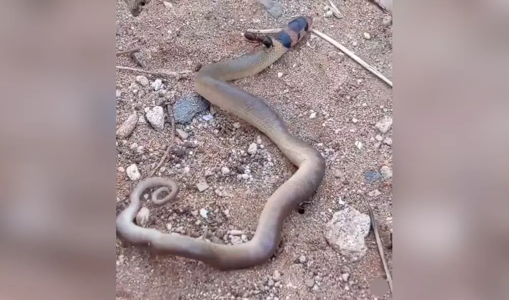 La hormiga no soltó a la serpiente, pero esta pudo sobrevivir al ataque. Foto: captura de YouTube