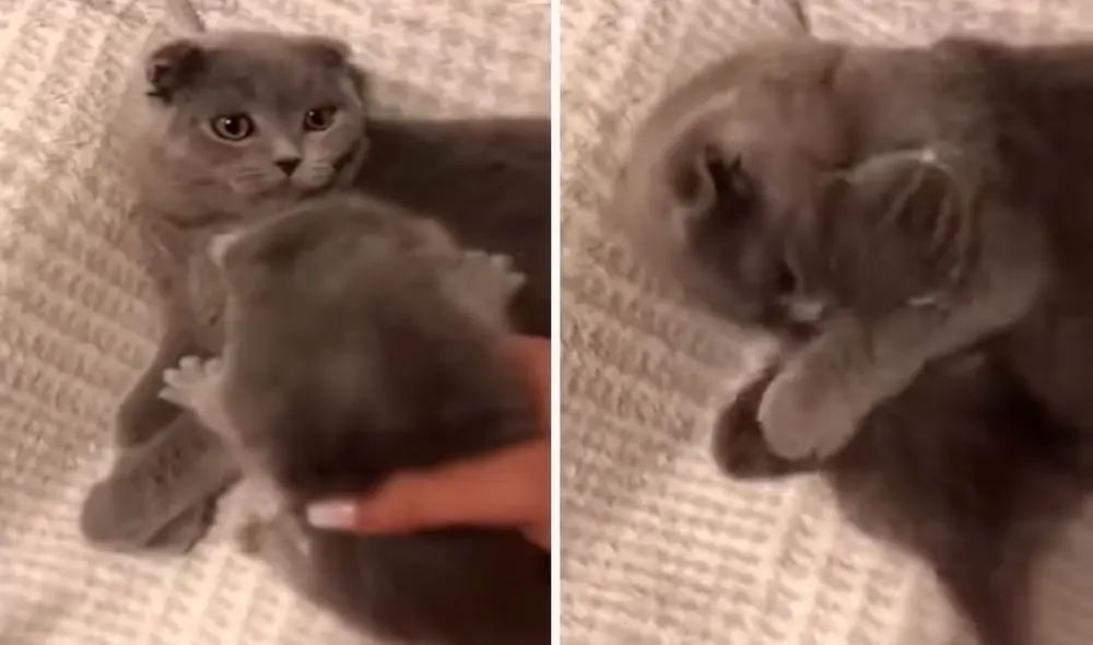 Una joven buscó a su querida mascota para presentarle a su cría y no imaginó que este tendría un cariñoso gesto. Foto: captura de TikTok