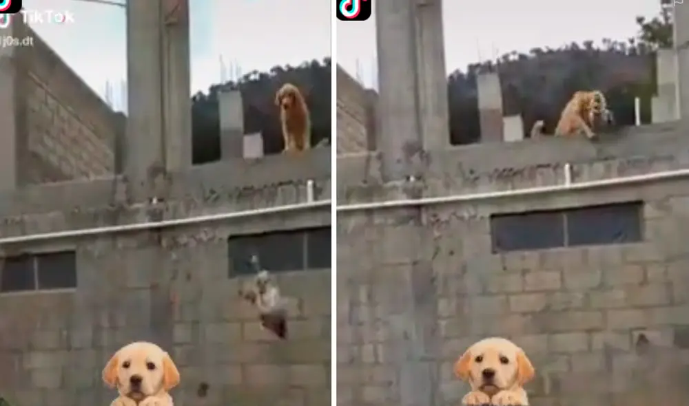 El video ha sacado más de una sonrisa a los usuarios en redes sociales. Foto: captura de TikTok El video ha sacado más de una sonrisa a los usuarios en redes sociales. Foto: captura de TikTok