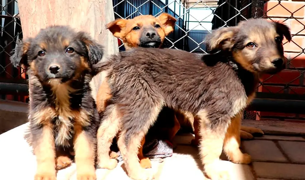 Animalitos en adopción poseen todas sus vacunas y están esterilizados. Foto: Municipalidad de Cerro Colorado