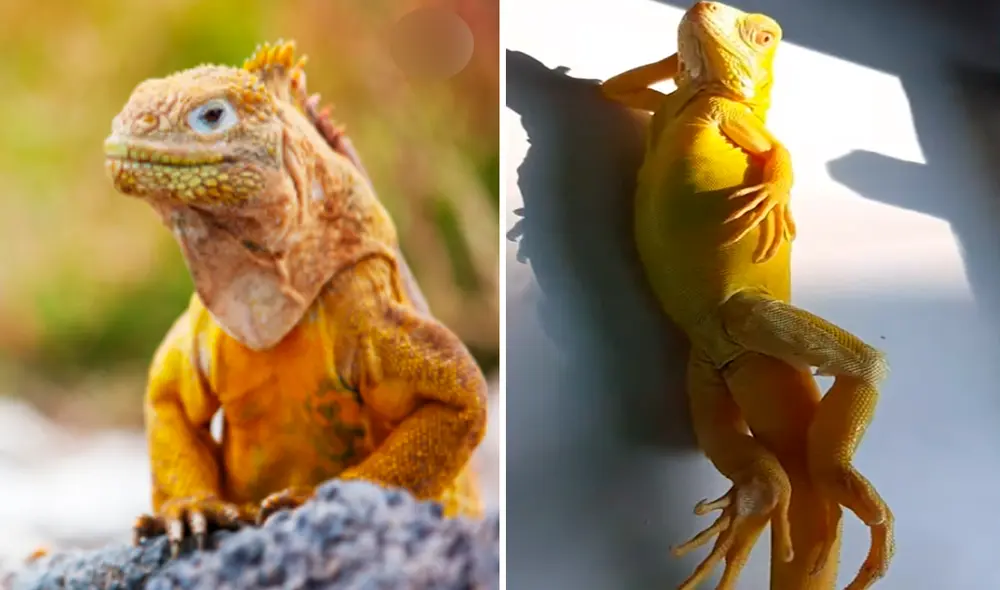 La curiosa posición de la iguana para tomar el sol llamó la atención en redes sociales. Foto: captura de YouTube