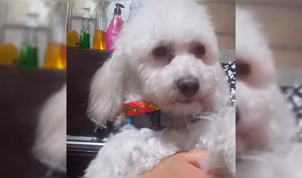 Familia pide apoyo para encontrar a su mascota. Foto: difusión Familia pide apoyo para encontrar a su mascota. Foto: difusión