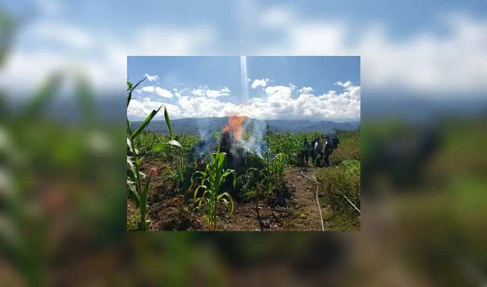 La Policía descubrió marihuana en parcelas de sector Los Hornos. Foto: PNP