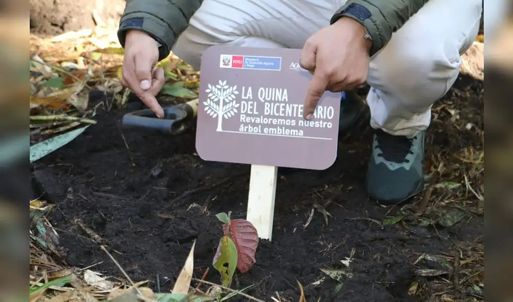 Plantones de la quina fueron instalados por representantes del Ejecutivo. Foto: Municipalidad de Machu Picchu Plantones de la quina fueron instalados por representantes del Ejecutivo. Foto: Municipalidad de Machu Picchu