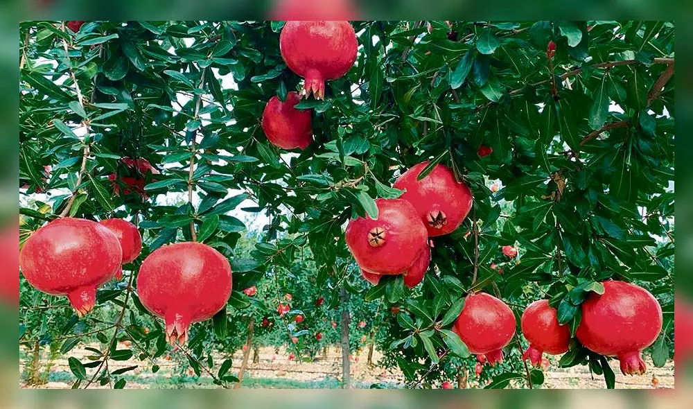 Proyecto. Granada wonderfull se produce en Tacna.