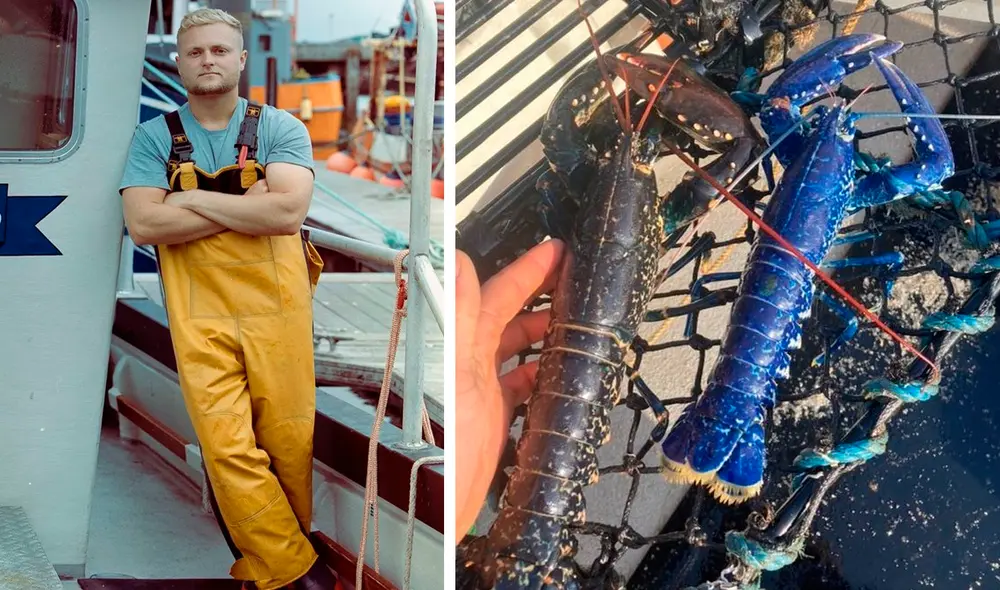 Los pescadores que se cruzan con estas langostas creen que es un signo de buena suerte. Foto: captura de Facebook