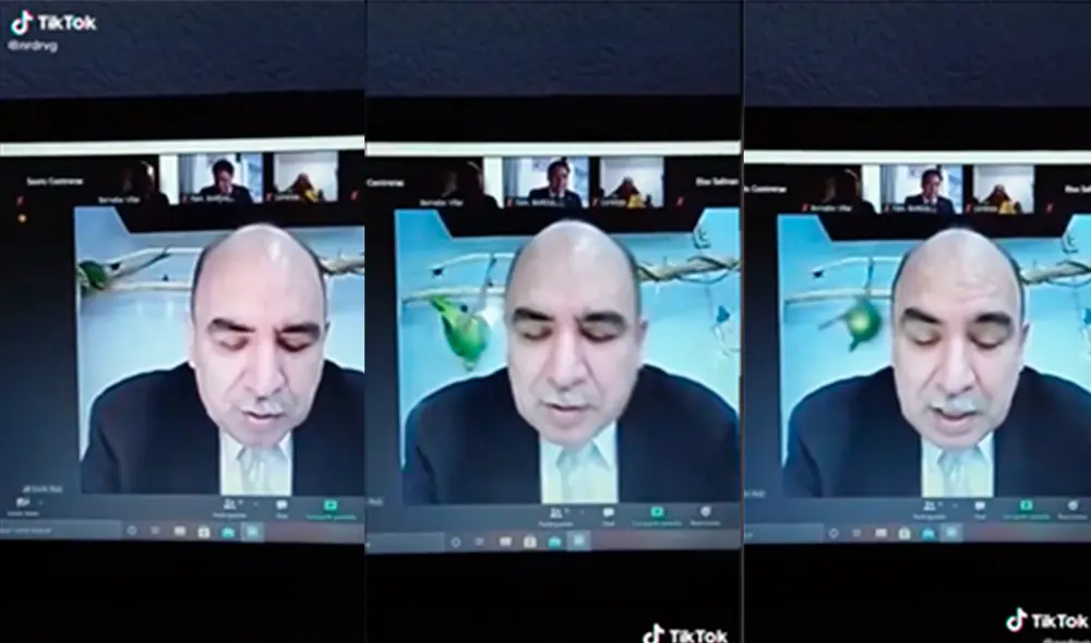 El ave no tuvo mejor idea que jugar a espaldas de su dueño. Foto: captura de TikTok