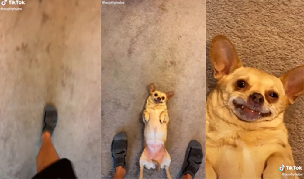 La cuenta tiene más de 6.700.000 seguidores. Foto: captura de TikTok La cuenta tiene más de 6.700.000 seguidores. Foto: captura de TikTok