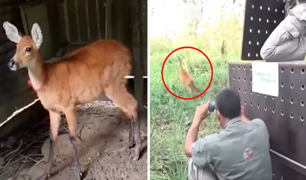 Después de dos meses, una pequeña cierva logró recuperarse tras ser encontraba en un lamentable estado y volvió a su verdadero hogar. Foto: captura de YouTube