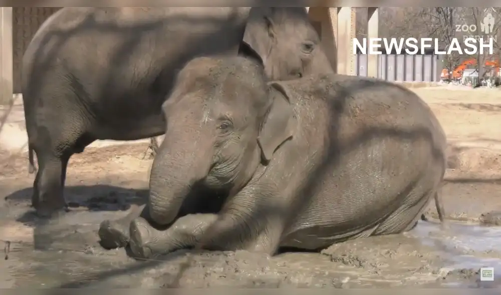 En el clip se observa a los elefantes nadando alegremente en el barro y salpicándose con sus trompas. Foto: captura de YouTube En el clip se observa a los elefantes nadando alegremente en el barro y salpicándose con sus trompas. Foto: captura de YouTube