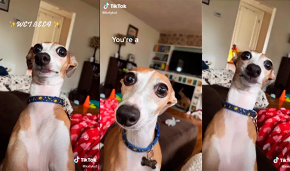 El rostro del perro sorprendió a miles de usuarios. Foto: captura de TikTok El rostro del perro sorprendió a miles de usuarios. Foto: captura de TikTok