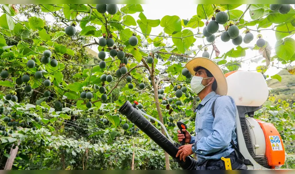 Productores triplicaron su producción de 5 a 15 toneladas por hectárea. Foto: Agroideas