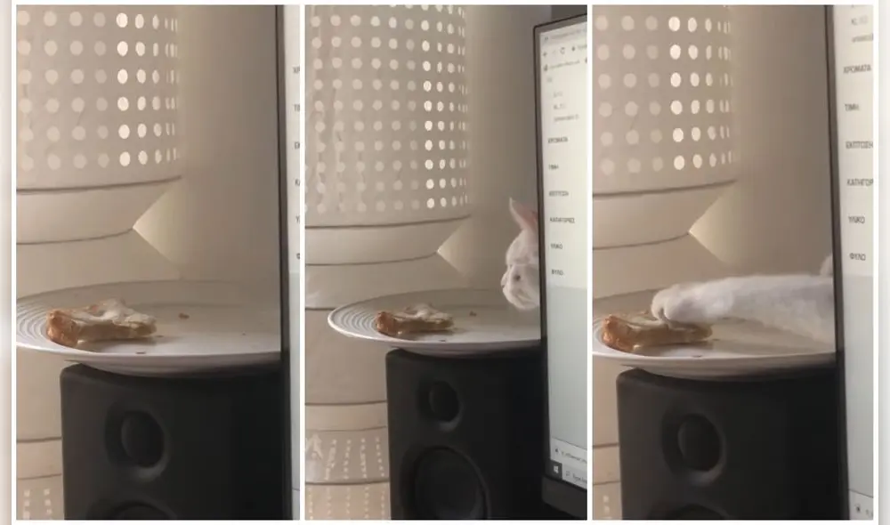 El animal asomó la nariz y trató de oler un sándwich a medio comer en un plato solitario. Foto: captura de YouTube