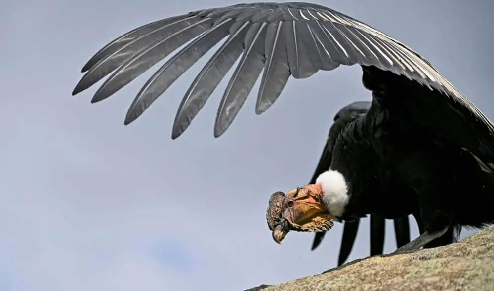 Cóndor andino fotografiado en el Parque Nacional Pucaré, Colombia. Foto: AFP