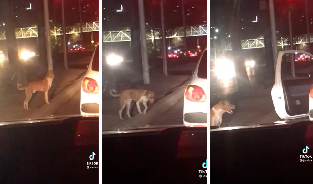 Unas jóvenes captaron la noble acción de un hombre cuando recogió a un indefenso animal que caminaba por la pista y decidió adoptarlo. Foto: captura de TikTok