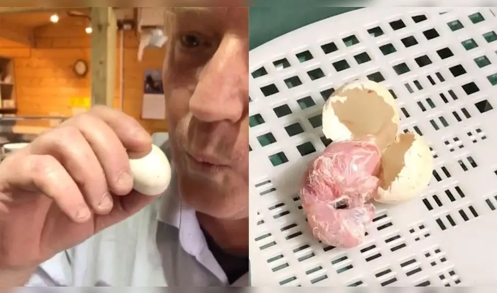 El cuidador emuló con un silbido la llamada de un pájaro mientras sujetaba un huevo de Lechuza. Foto: captura de YouTube