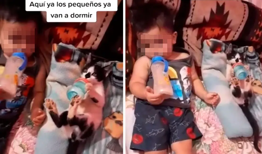 Un pequeño felino se convirtió en el ‘mejor amigo’ de un niño. Foto: captura de TikTok Un pequeño felino se convirtió en el ‘mejor amigo’ de un niño. Foto: captura de TikTok