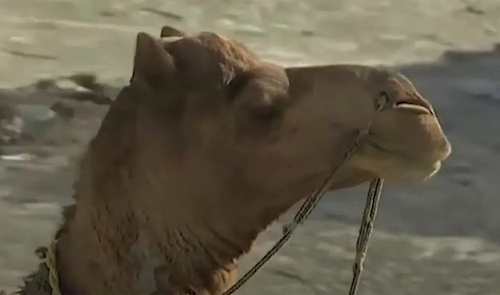 Roshan es una especia de biblioteca andante para los niños de Pakistán. Foto: captura de Youtube