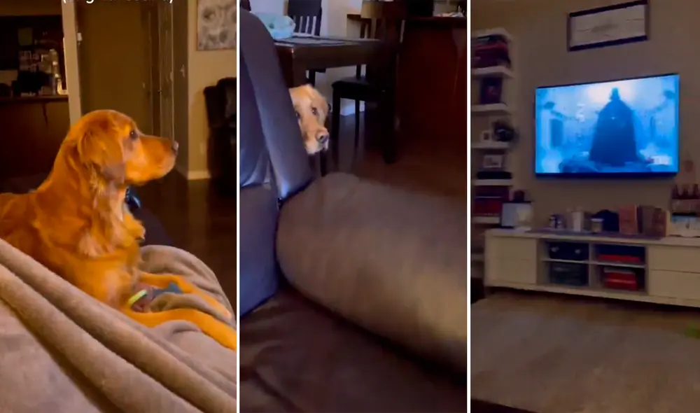 La mascota estaba concentrada viendo Star Wars hasta que entró en escena Darth Vader. Foto: captura de TikTok