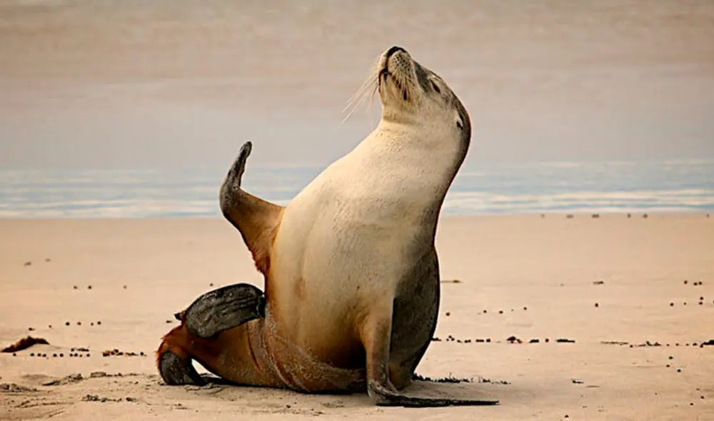 El animal conmovió a miles de cibernautas. Foto: Daily Mail