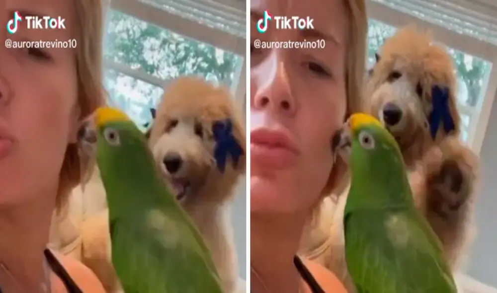 Una joven quiso aprovechar su tiempo libre para estar con su loro; sin embargo, su perrita trató de llamar su atención y cometió una terrible travesura. Foto: captura de TikTok Una joven quiso aprovechar su tiempo libre para estar con su loro; sin embargo, su perrita trató de llamar su atención y cometió una terrible travesura. Foto: captura de TikTok