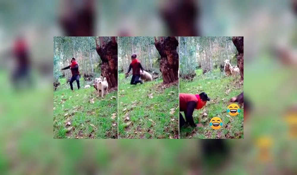 El mamífero atacó a su dueño de espaldas y lo hizo caer. Foto: captura de TikTok