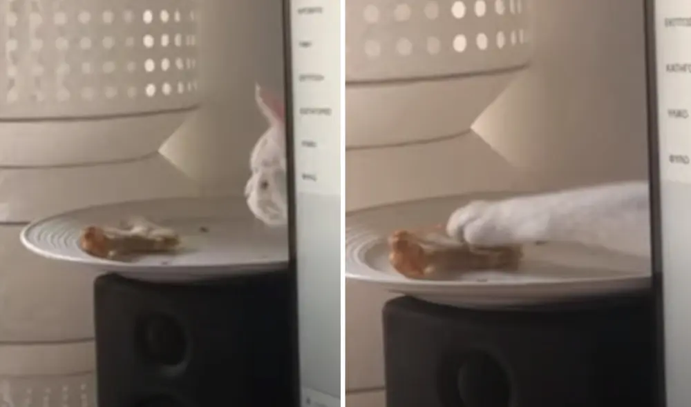 Miles de usuarios no han parado de reír con la graciosa actitud del minino. Foto: captura de YouTube