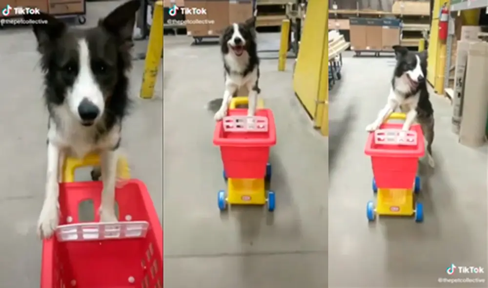 El animal conmovió a miles de cibernautas. Foto: captura de TikTok El animal conmovió a miles de cibernautas. Foto: captura de TikTok