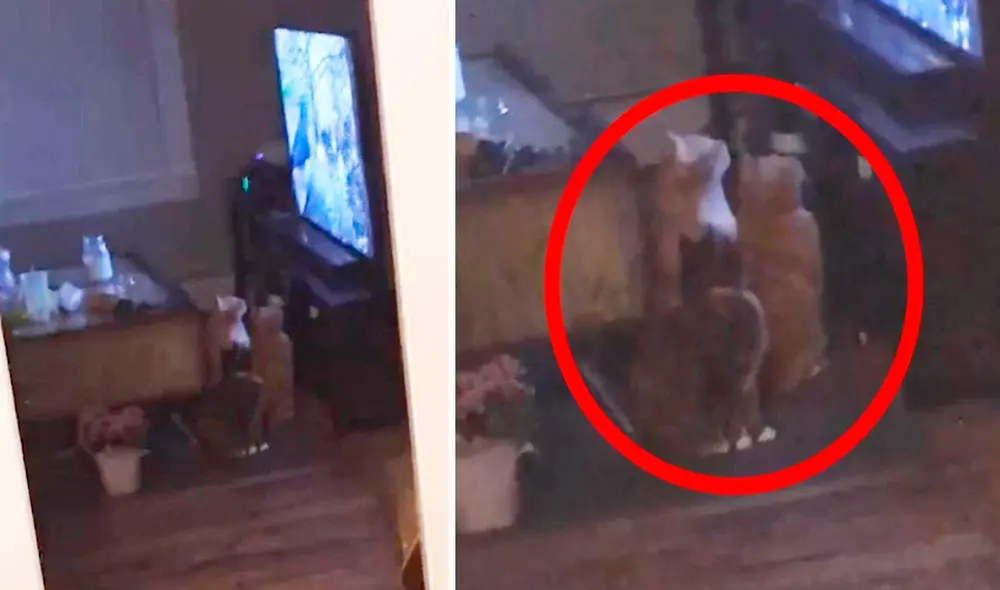 Los gatos estaban sentados frente al televisor observando muy atentos mientras se reproducía un programa hecho específicamente para mascotas. Foto: captura de YouTube / Caters Clips Los gatos estaban sentados frente al televisor observando muy atentos mientras se reproducía un programa hecho específicamente para mascotas. Foto: captura de YouTube / Caters Clips