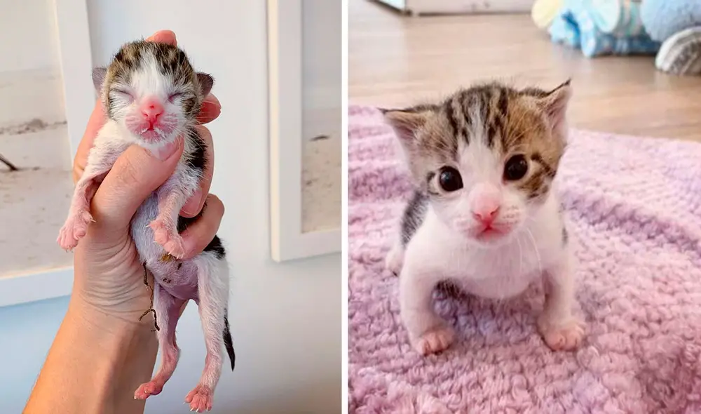 Los voluntarios de un albergue se encargaron de cuidar a un gatito que llegó en deplorables condiciones tras ser rescatado con pocos días de nacido. Foto: Baby Kittens Foster/ Facebook