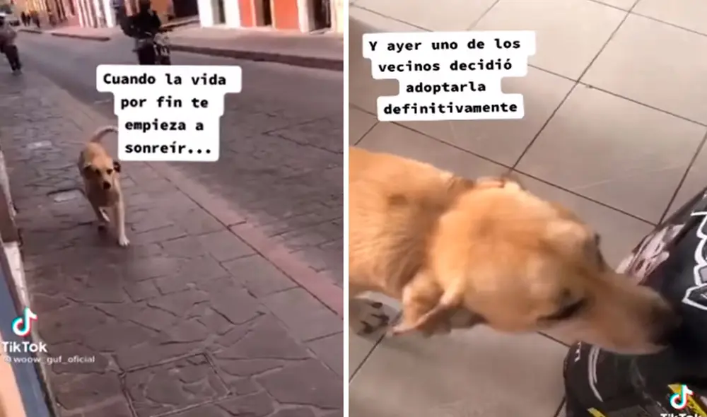 Un grupo de personas conocieron el caso de una perrita que deambulaba por su vecindario en un mal estado y le ofrecieron comida para su recuperación. Foto: captura de TikTok Un grupo de personas conocieron el caso de una perrita que deambulaba por su vecindario en un mal estado y le ofrecieron comida para su recuperación. Foto: captura de TikTok