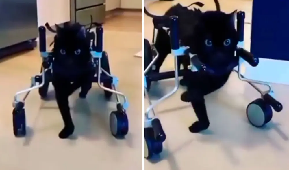 Un gatito nació con unos problemas en sus patas que le impedían caminar; sin embargo, su dueña le consiguió una silla de ruedas para que pueda trasladarse. Foto: captura de TikTok