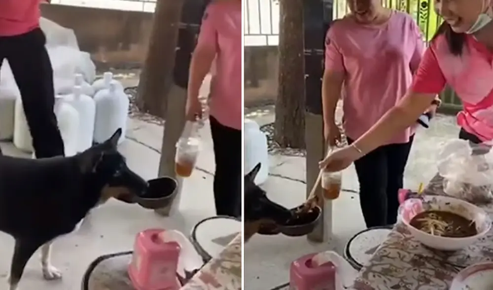 El travieso can ha cautivado en las redes sociales con su tierna actitud para pedir comida. Foto: captura de YouTube El travieso can ha cautivado en las redes sociales con su tierna actitud para pedir comida. Foto: captura de YouTube