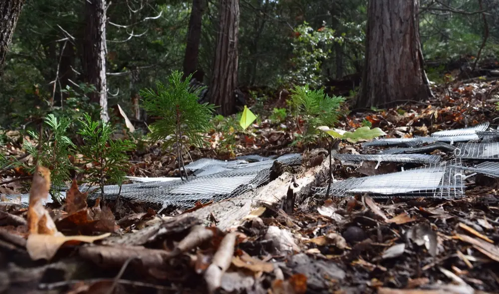 Jaulas microbianas en la capa de hojarasca del suelo en la San Jacinto Mountain Reserve. Foto: referencial / UCI