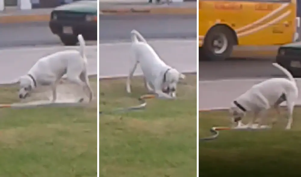 El perro se emocionó al ver el chorro de agua salir de la manguera y de inmediato comenzó a jugar. Foto: captura de YouTube